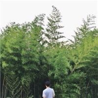 qq头像成熟稳重风景