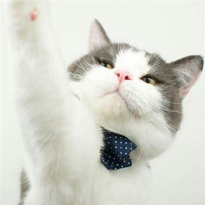 2021超可爱的猫咪头像情侣