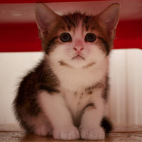 汤姆猫头像的图片