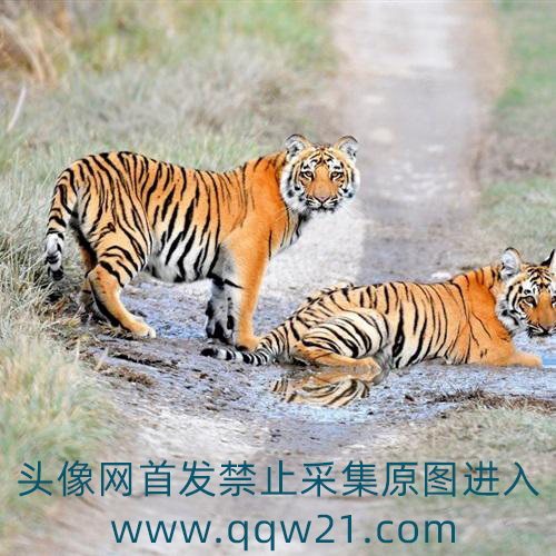 新年微信头像怎么加小老虎