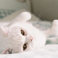 机器猫头像