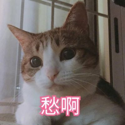 搞笑动物头像图片