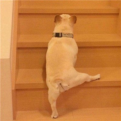 狗狗鬼畜头像搞笑狗