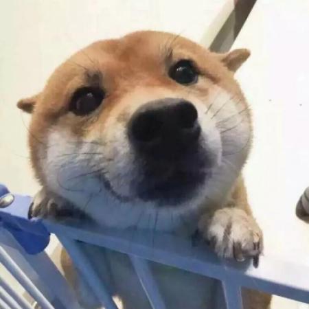 猫头像可爱 沙雕