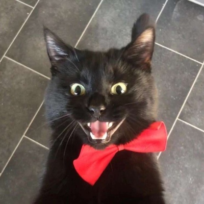 猫和老鼠头像沙雕