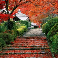 四叶草图片头像风景