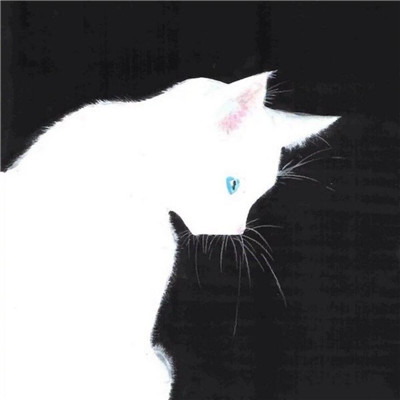 猫咪鲨鱼头像