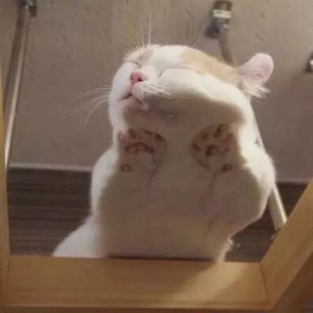沙雕宠物头像双人