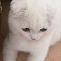 适合微信头像的猫咪图片 可爱