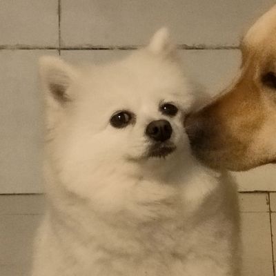 动物情侣头像大全