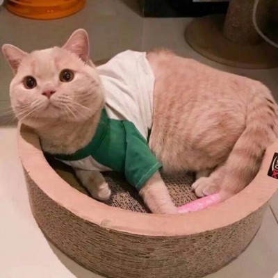 微信头像2023独一无二猫