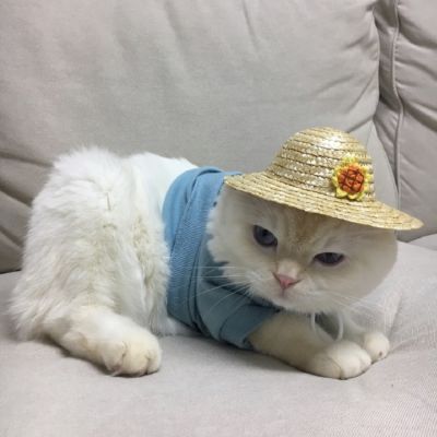 微信头像小动物
