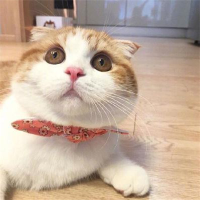 qq头像图片处理错误