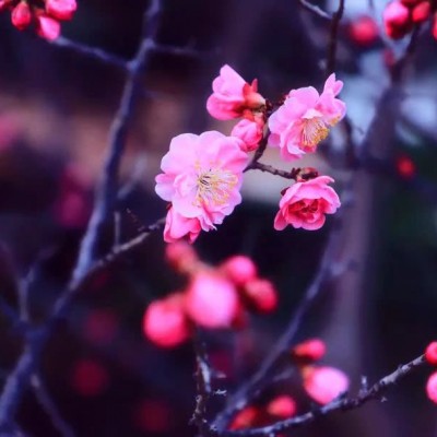 微信头像花草图片大全
