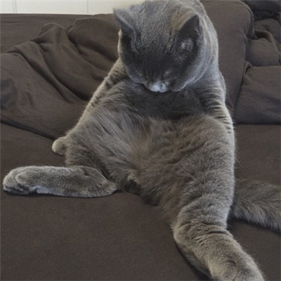 猫和老鼠图片头像
