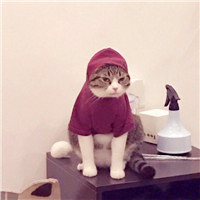 张大仙搞笑图片头像