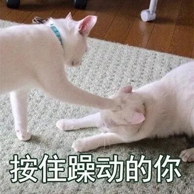 头像图片2022年最新头像动物