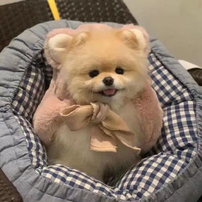 好看头像小动物