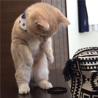 猫羽雫头像
