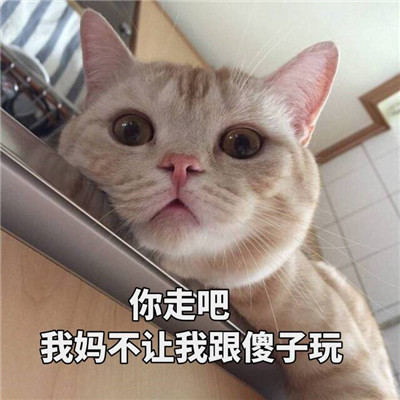 猫头像可爱