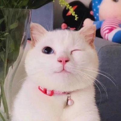 图片可爱头像动物
