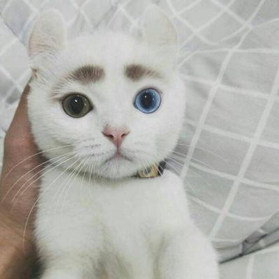 头像搞笑动物可爱