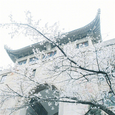 头像图片高清花