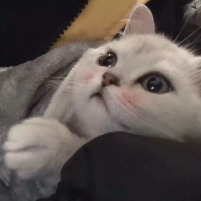适合微信的猫咪头像图片