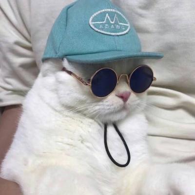头像搞笑动物可爱