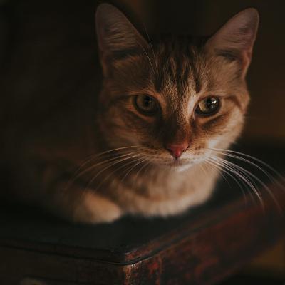 汤姆猫头像图片大全