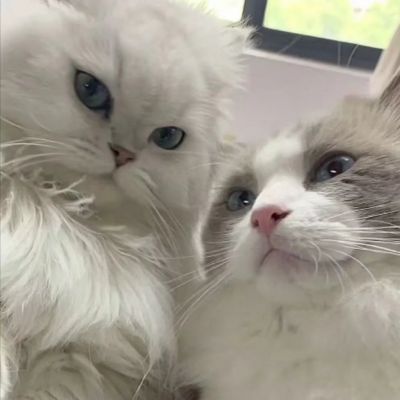 蜜桃猫头像情侣图片