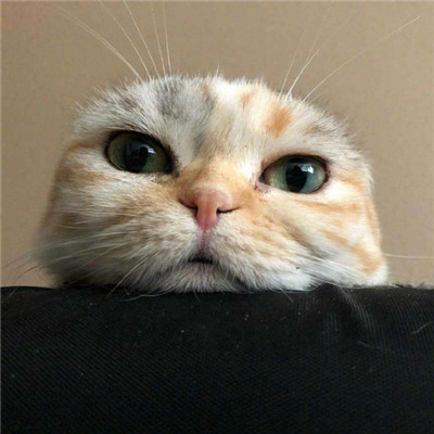 猫头像搞怪
